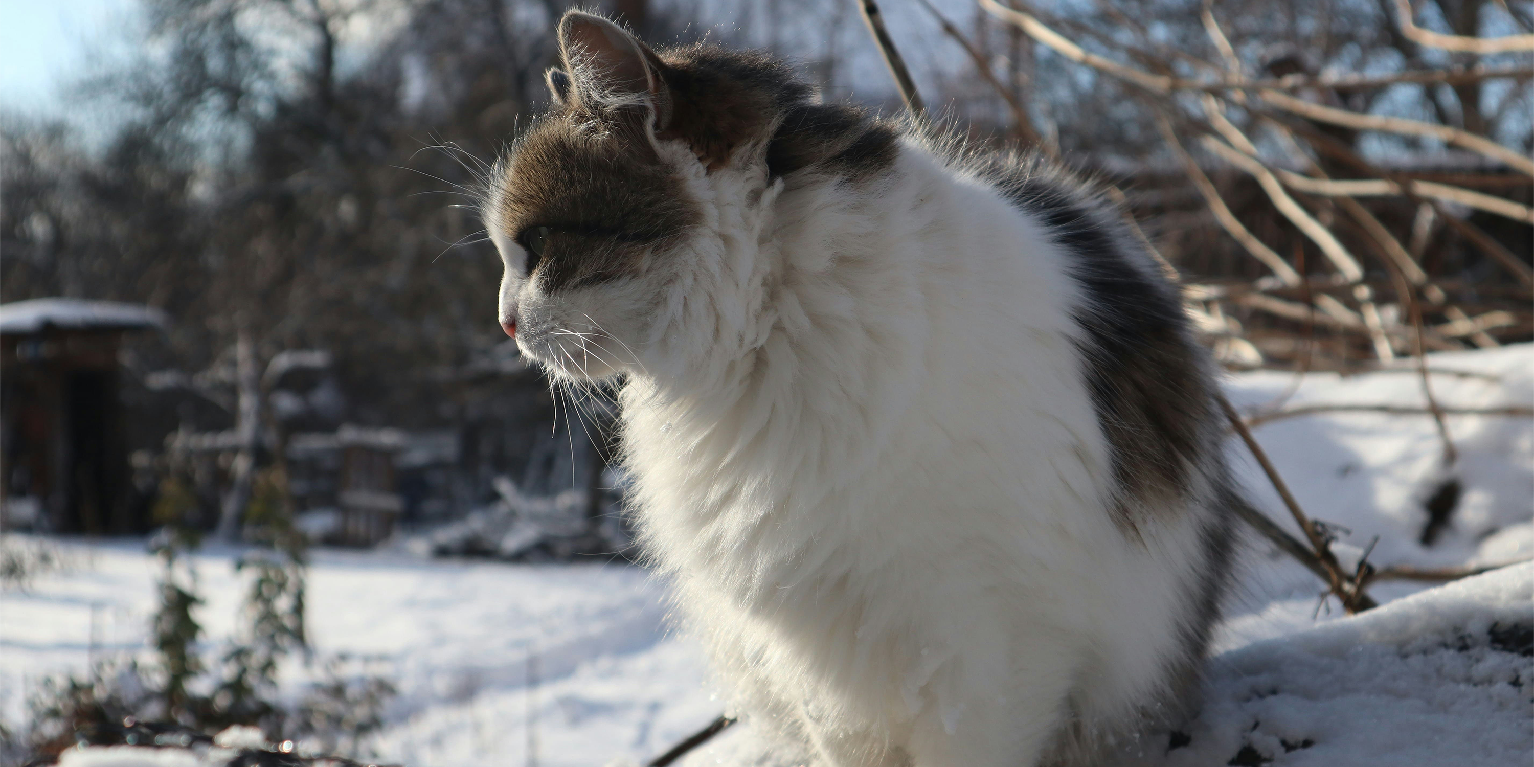 Katzen im Winter: 9 wichtige Fragen beantwortet