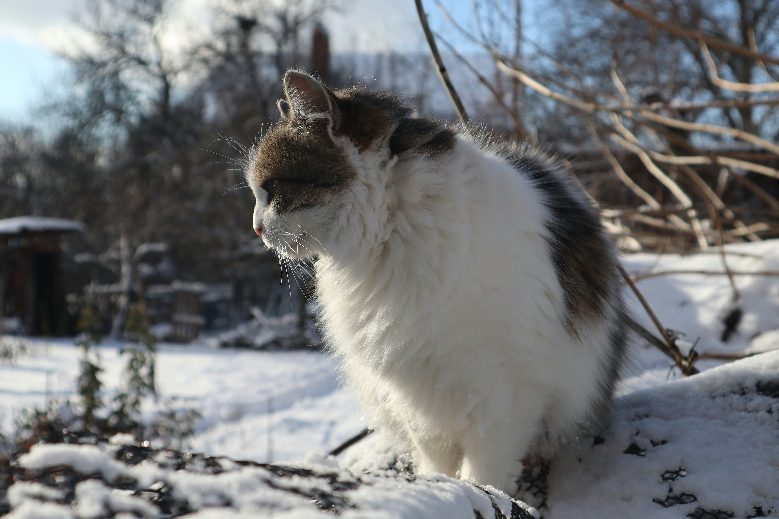 Katzen im Winter: 9 wichtige Fragen beantwortet