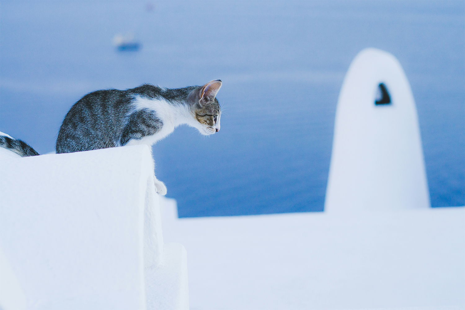 5 Möglichkeiten, um Ihre Katze mehr Wasser trinken zu lassen