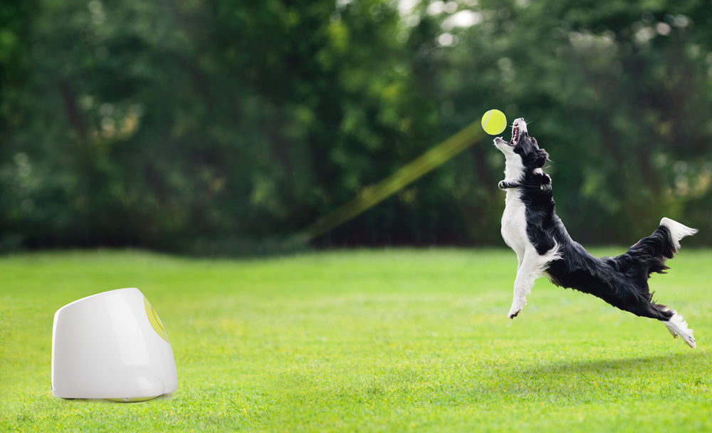 Interaktive Ballwerfer für großen Hund-Maxi ball launcher