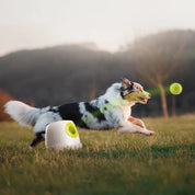 Interaktive Ballwerfer für großen Hund-Maxi ball launcher