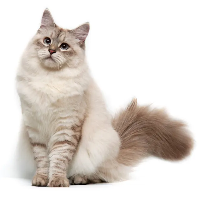 siberian_cat.png